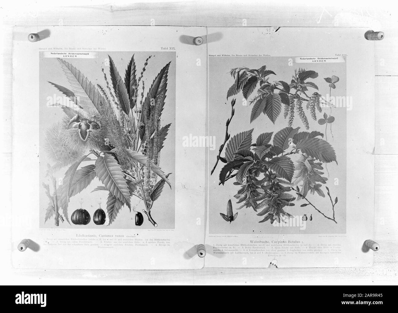 reproductions, forestry, twigs, carpinus betulus, castanea sativa Date: undated Keywords: forestry, reproductions, twigs Personal name: carpinus betulus, castanea sativa Stock Photo
