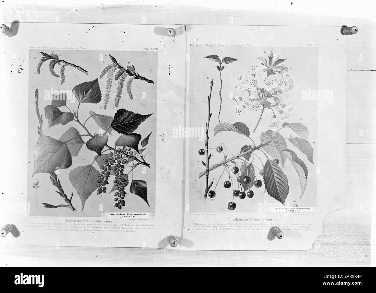 reproductions, forestry, twigs, populus nigra, prunus avium Date: undated Keywords: forestry, reproductions, twigs Personal name: populus nigra, prunus avium Stock Photo