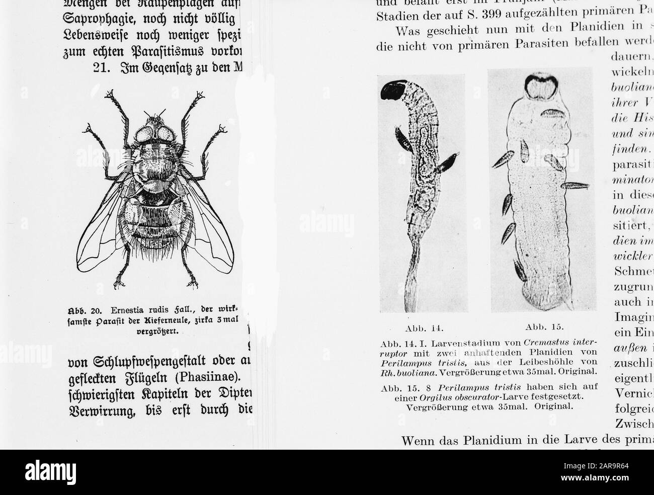 Gith Reproduction Reproductions models hi-res stock photography and images - Alamy