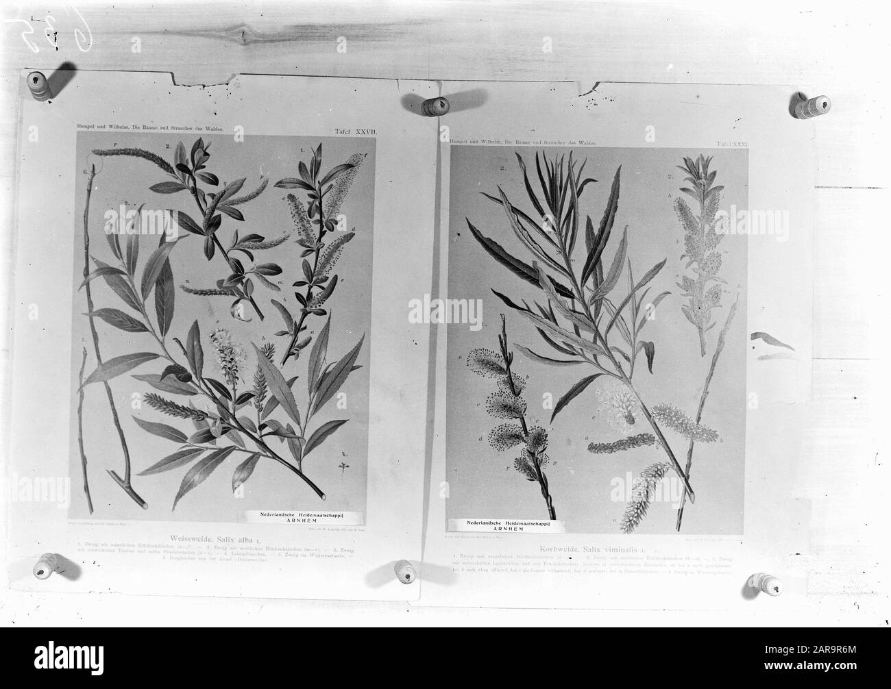 reproductions, plants, salix viminalis, salix alba Date undated