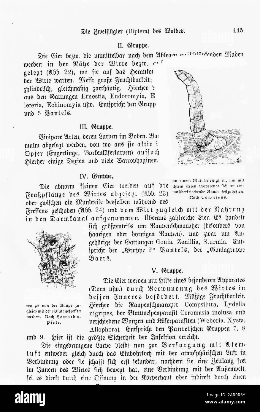 reproductions, insects Date: undated Keywords: insects, reproductions ...