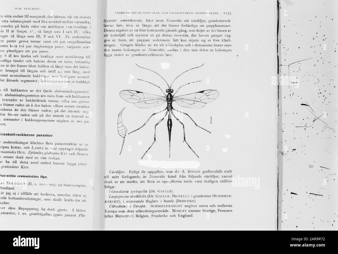 Insects classification hi-res stock photography and images - Alamy