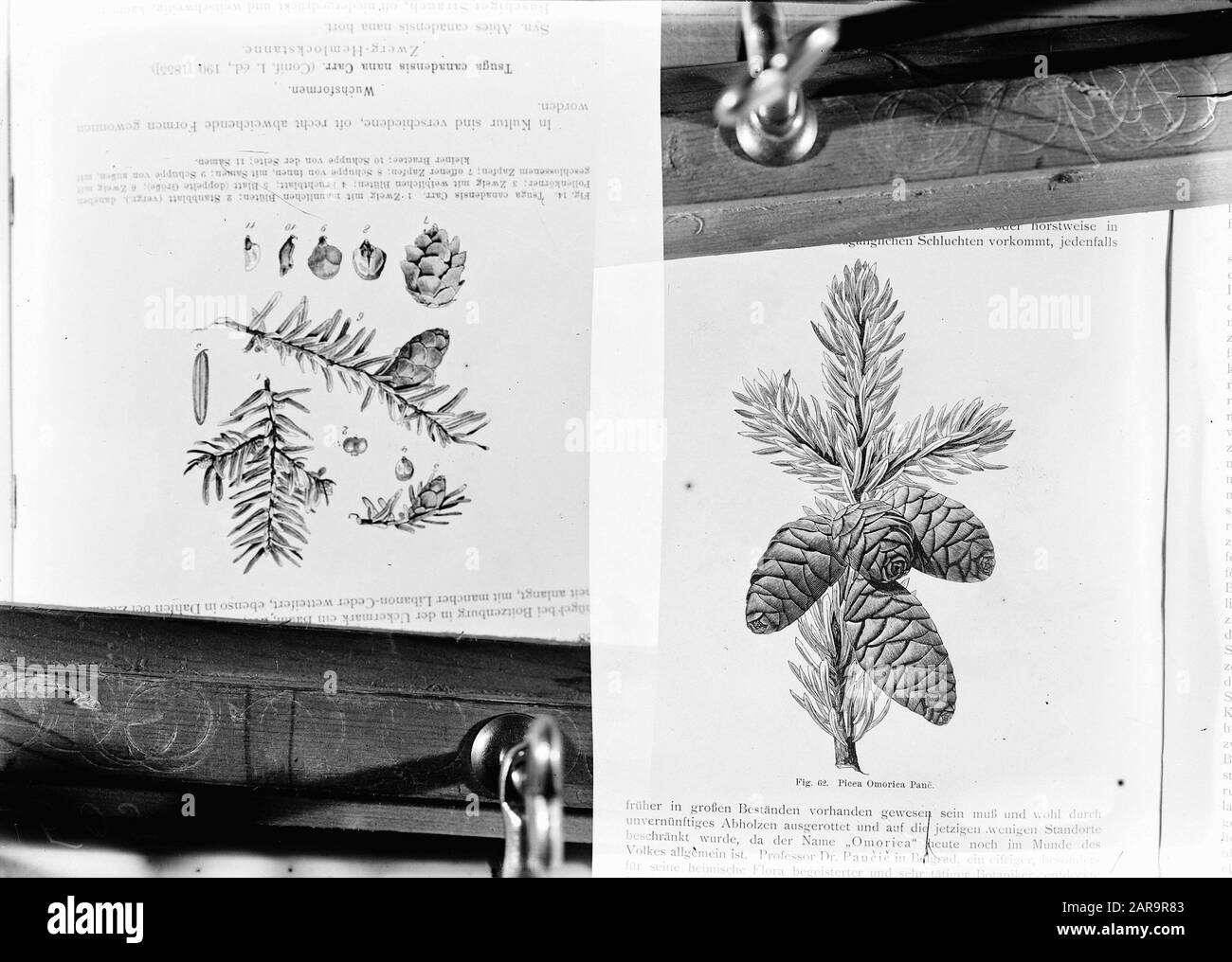 reproductions, coniferous wood, picea omorica, tsuga canadensis Date: undated Keywords: coniferous, reproductions Personal name: picea omorica, tsuga canadensis Stock Photo