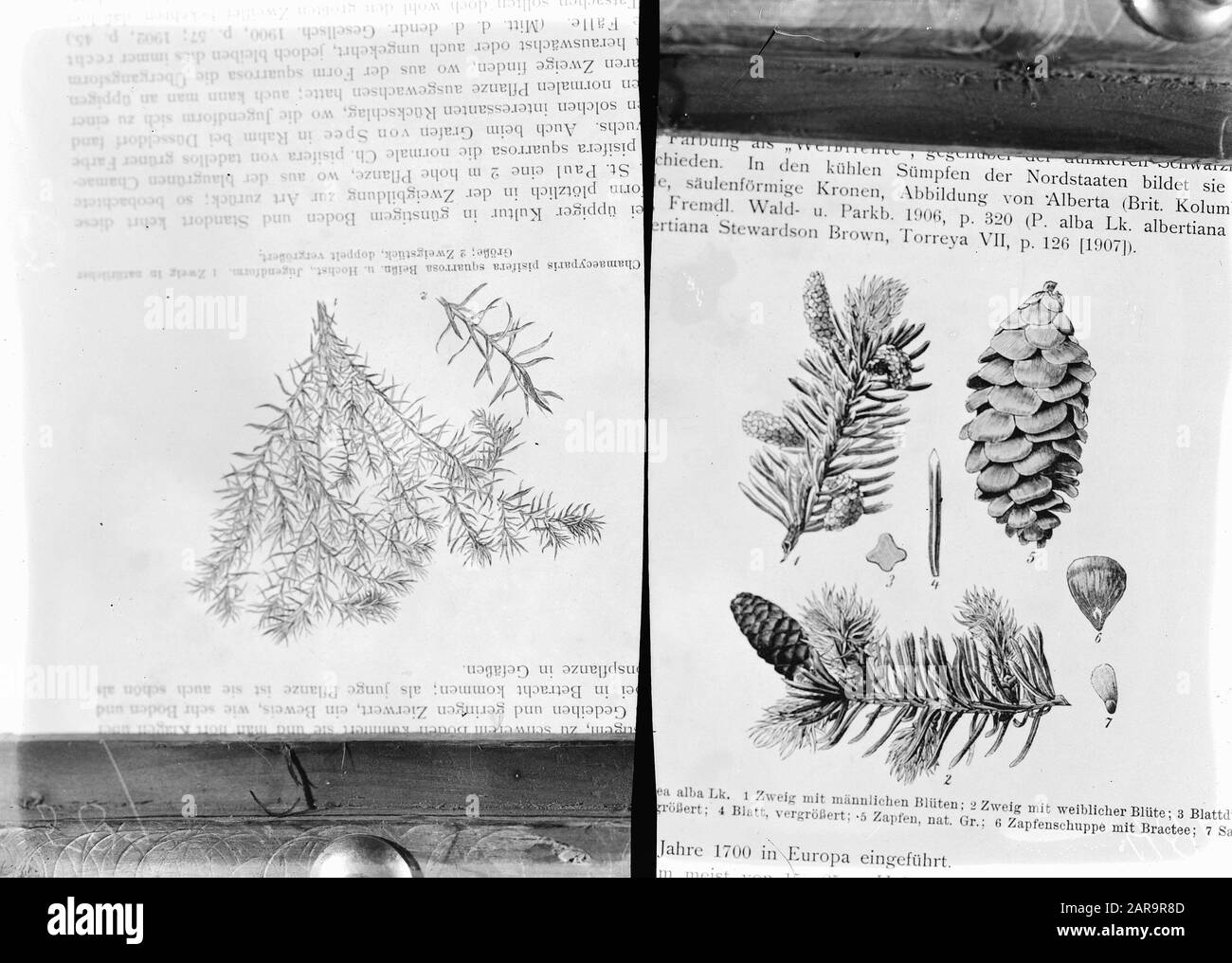 reproductions, softwood, chamaecyparis pisifera squarrosa, picea canadensis Date: undated Keywords: softwood, reproductions Personal name: chamaecyparis pisifera squarrosa, picea canadensis Stock Photo