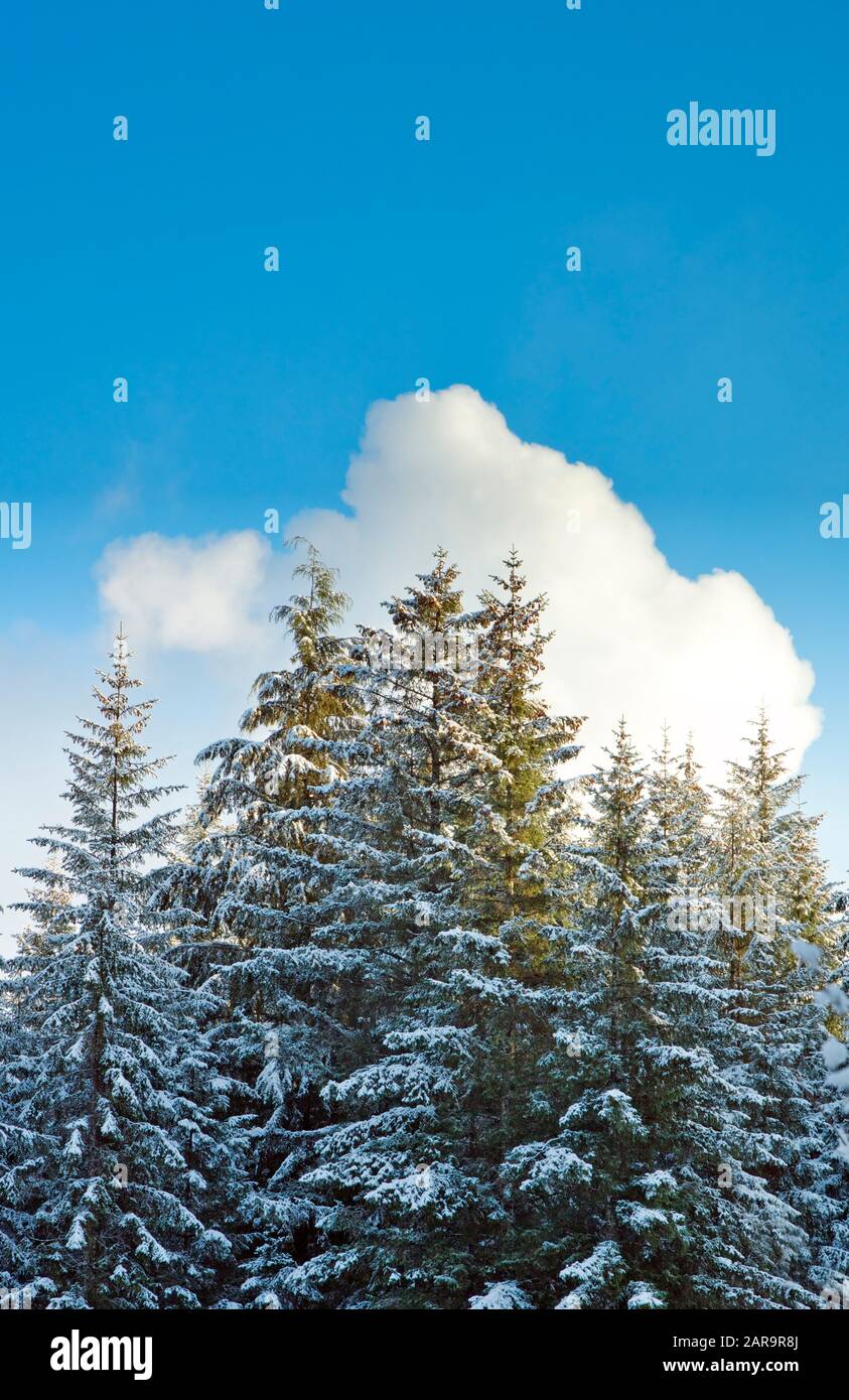 Tall spruce and hemlock trees dusted with snow on a sunny day with a puffy cloud in the background and blue sky. Stock Photo