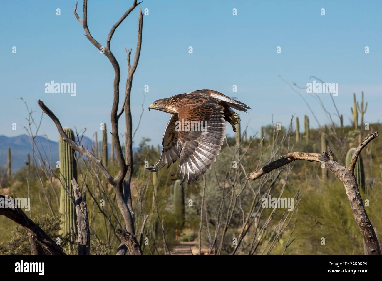 Ferruginous Hawk in Flight across the Arizona Southwest Desert Stock Photo