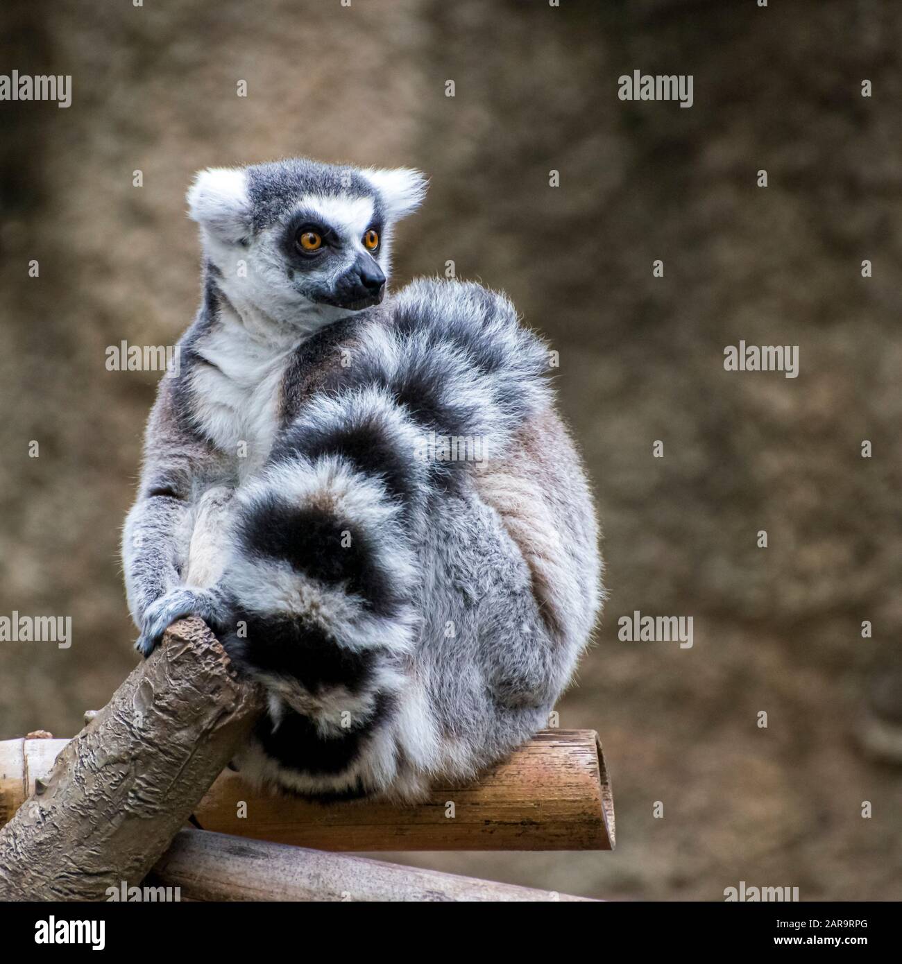 Portrait of a Ring-Tailed Lemur with its Tail Wrapped around Itself Stock Photo