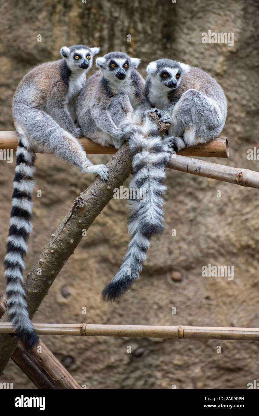Group of Ring-Tailed Lemurs Socializing Together Stock Photo