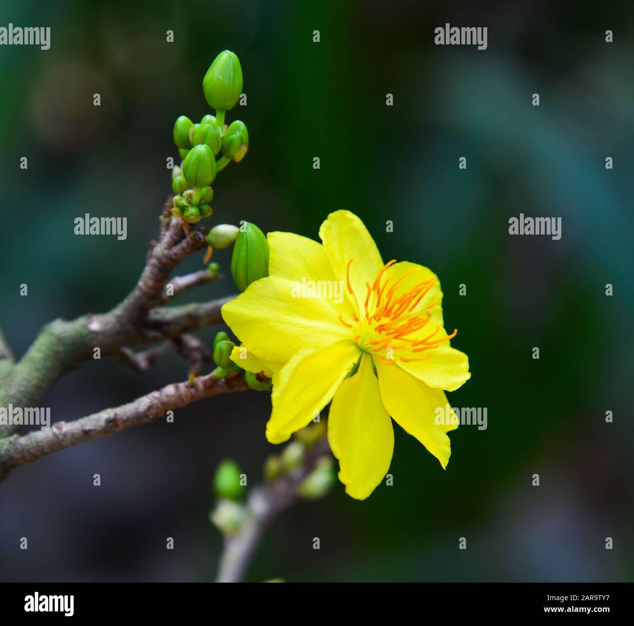 Ochna integerrima là loài cây cực kỳ đặc biệt, đem lại sự lộng lẫy và quý phái cho mọi không gian. Hình ảnh chụp hoa Ochna integerrima trong mùa xuân sẽ khiến bạn cảm thấy hài lòng và hứng thú với vẻ đẹp tự nhiên của Việt Nam.