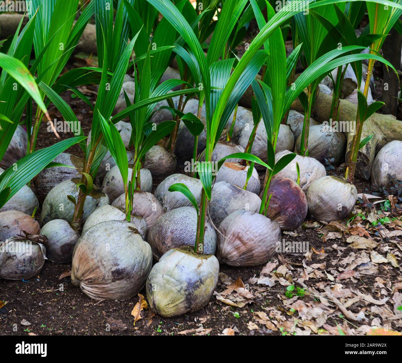 Growing coconut plants from seeds at the plantation in Mekong Delta
