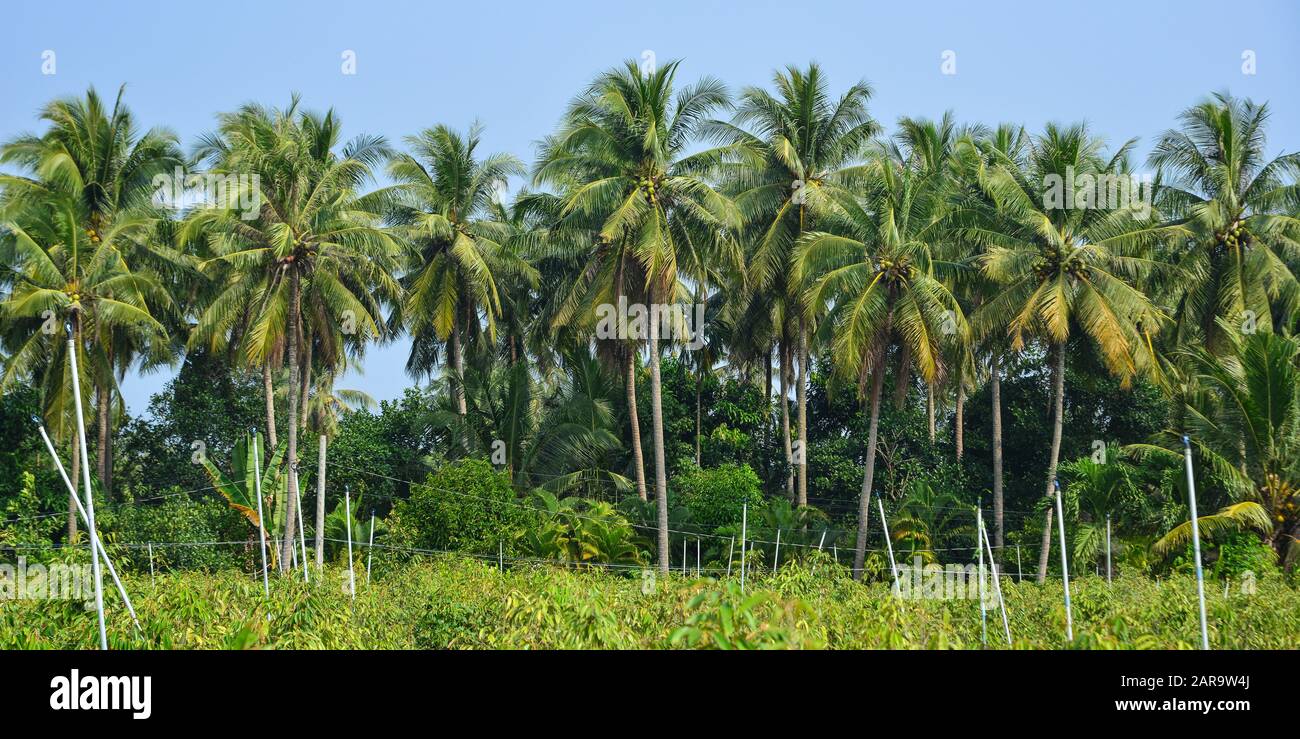 Coconut plantation in Ben Tre Province, Mekong Delta, Vietnam. Stock Photo