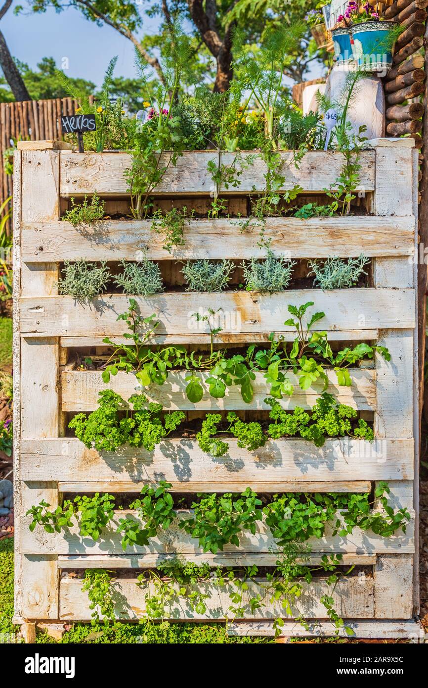Harare, Zimbabwe, 10/10/2015: Entrant for a Sustainable Food Growing Competition using stacked pallets. Stock Photo