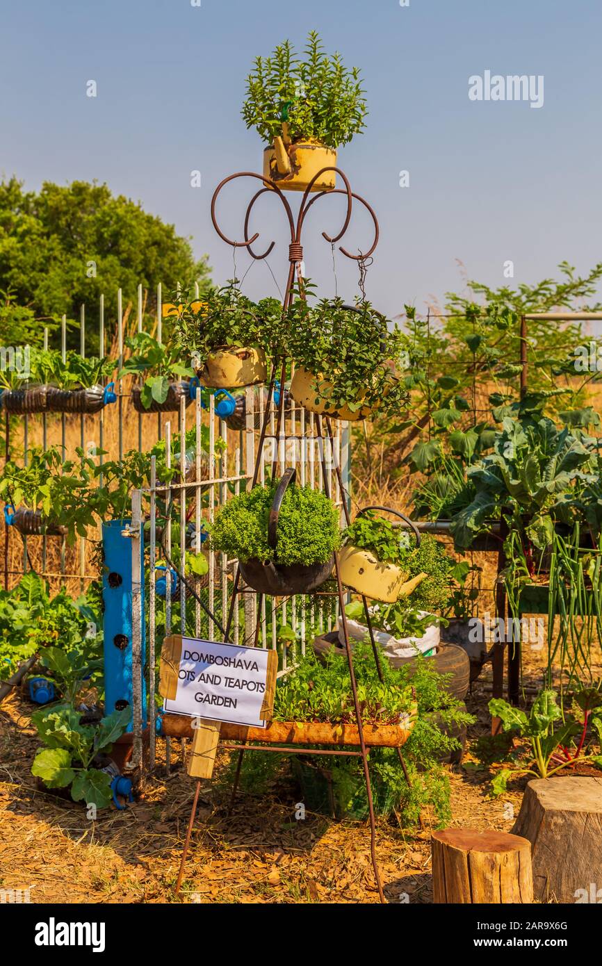 Harare, Zimbabwe, 10/10/2015: Entrant for a Sustainable Food Growing Competition using old pots. Stock Photo