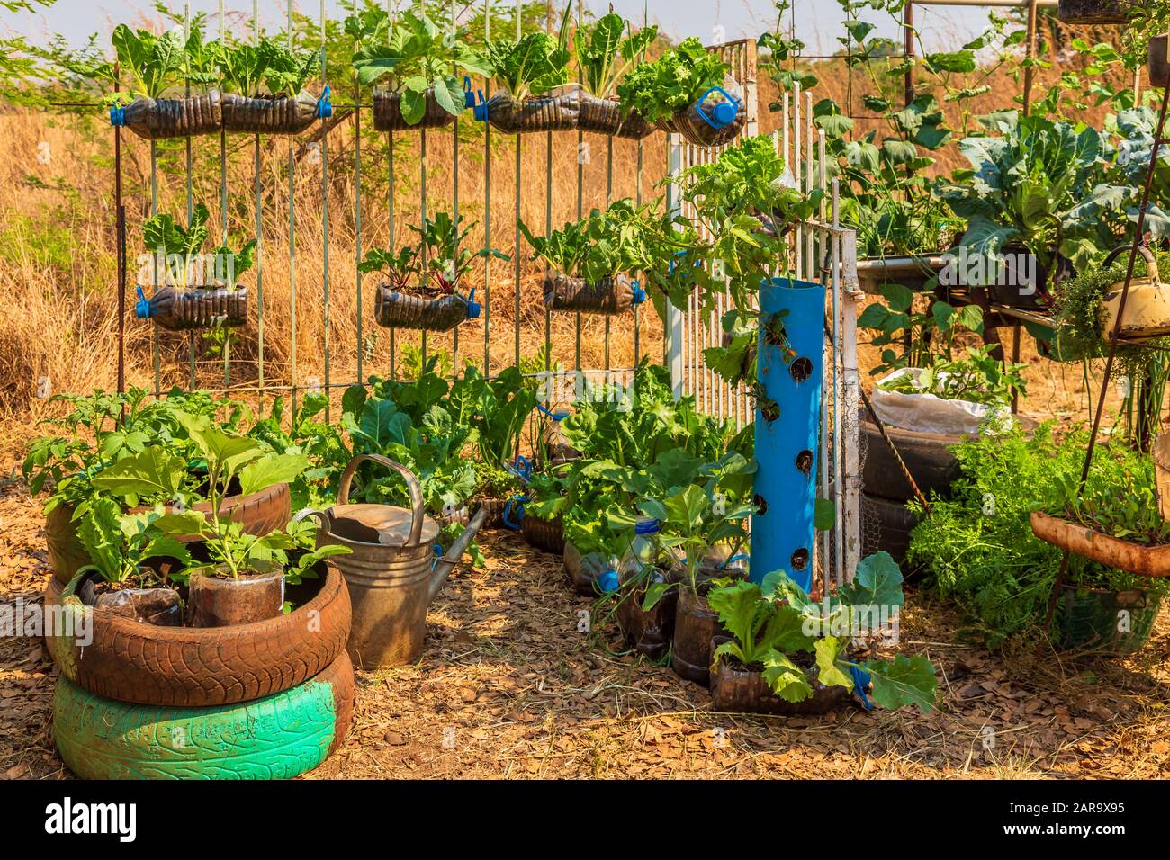 Vertical gardening idea using waste plastic bottles to hold the plants Stock Photo