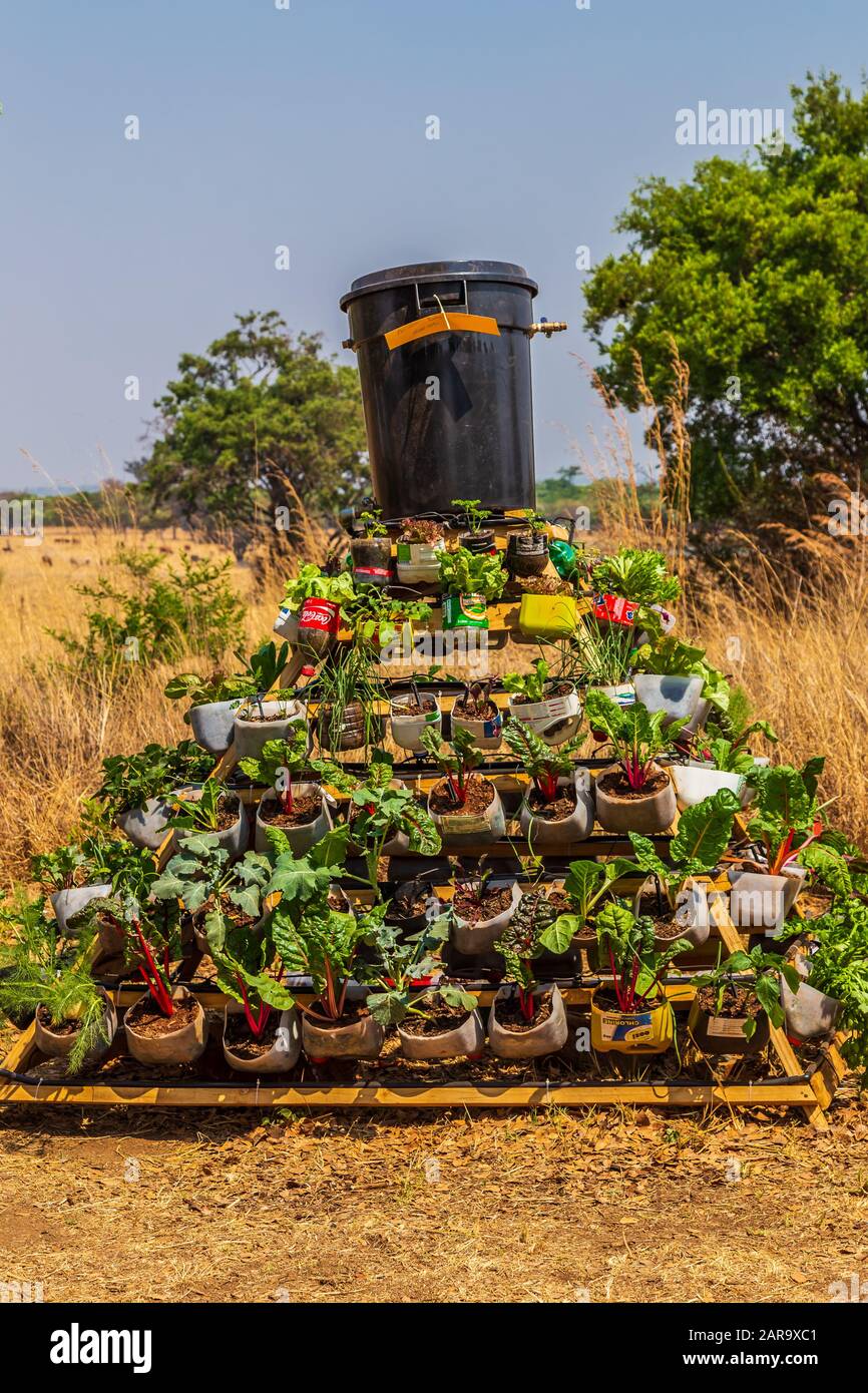 Harare, Zimbabwe, 10/10/2015 Entrant fot a Sustainable Food Growing