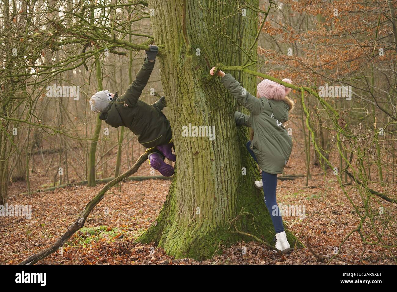 fun of children on an autumn trip to the forest - climbing a tree Stock Photo