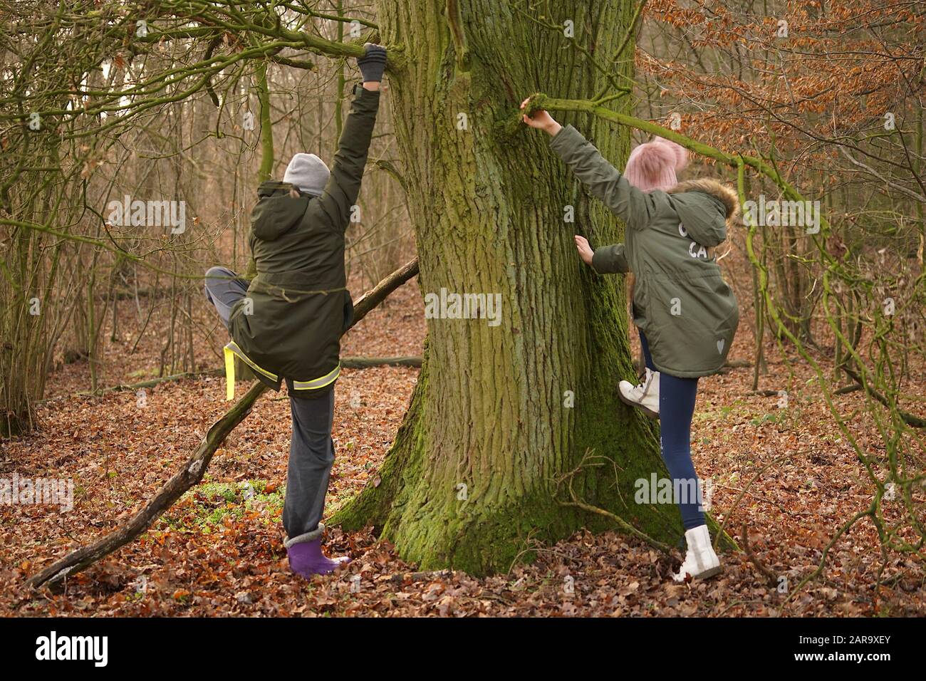 fun of children on an autumn trip to the forest - climbing a tree Stock Photo