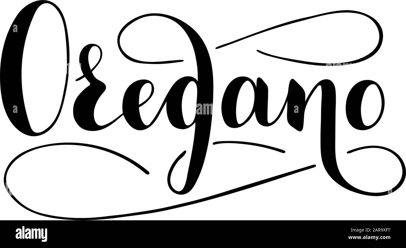 Vector hand written oregano text isolated on white background. Kitchen healthy herbs and spices for cooking. Script brushpen lettering with flourishes Stock Vector