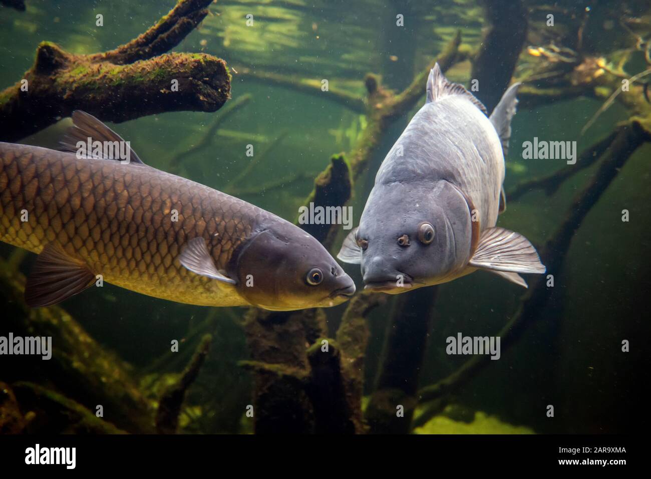 Freshwater fish carp (Cyprinus carpio) in the pond. Underwater shot in the  lake. Wild life animal Stock Photo - Alamy