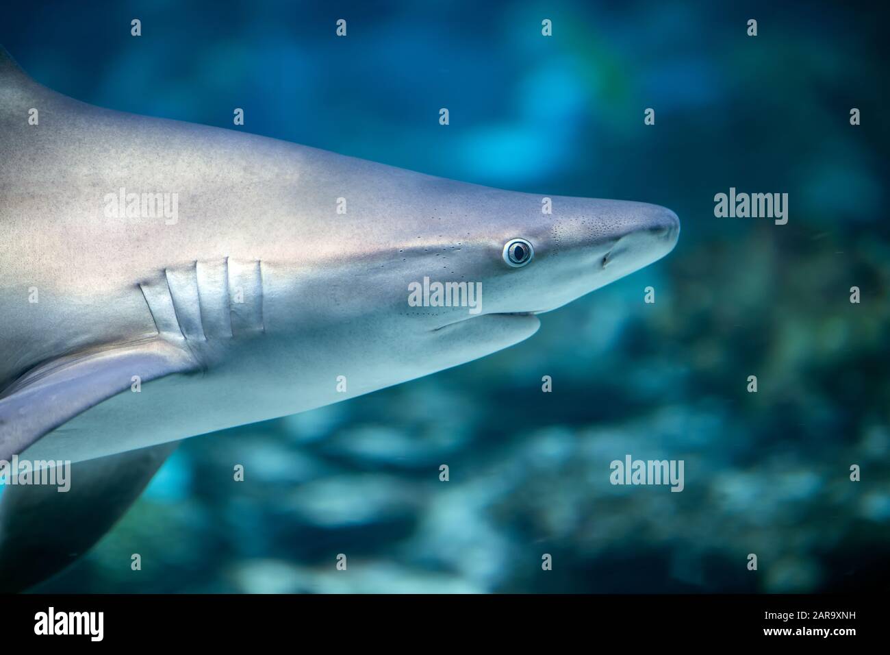 Close up underwater great white shark Stock Photo Alamy