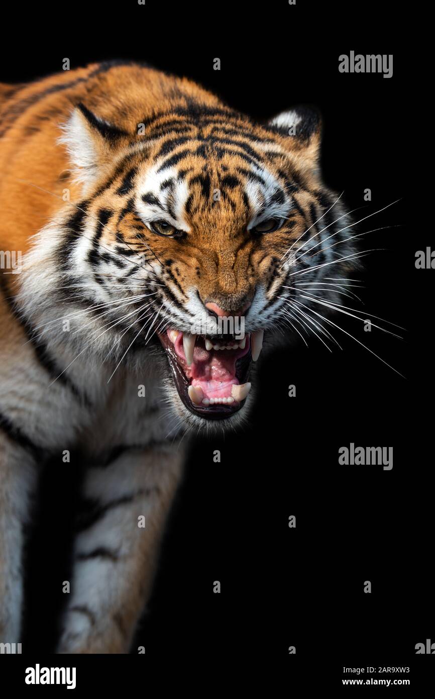 Close up beautiful angry big tiger isolated on black background Stock Photo  - Alamy, image size:866x1390
