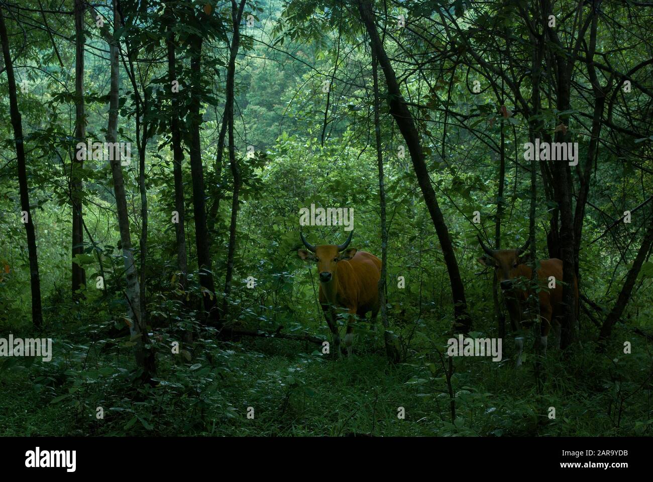 The banteng (Bos javanicus) is a species of wild cattle found in mainland Southeast Asia. See here in the Huai Kha Khaeng wildlife sanctuary, Thailand Stock Photo