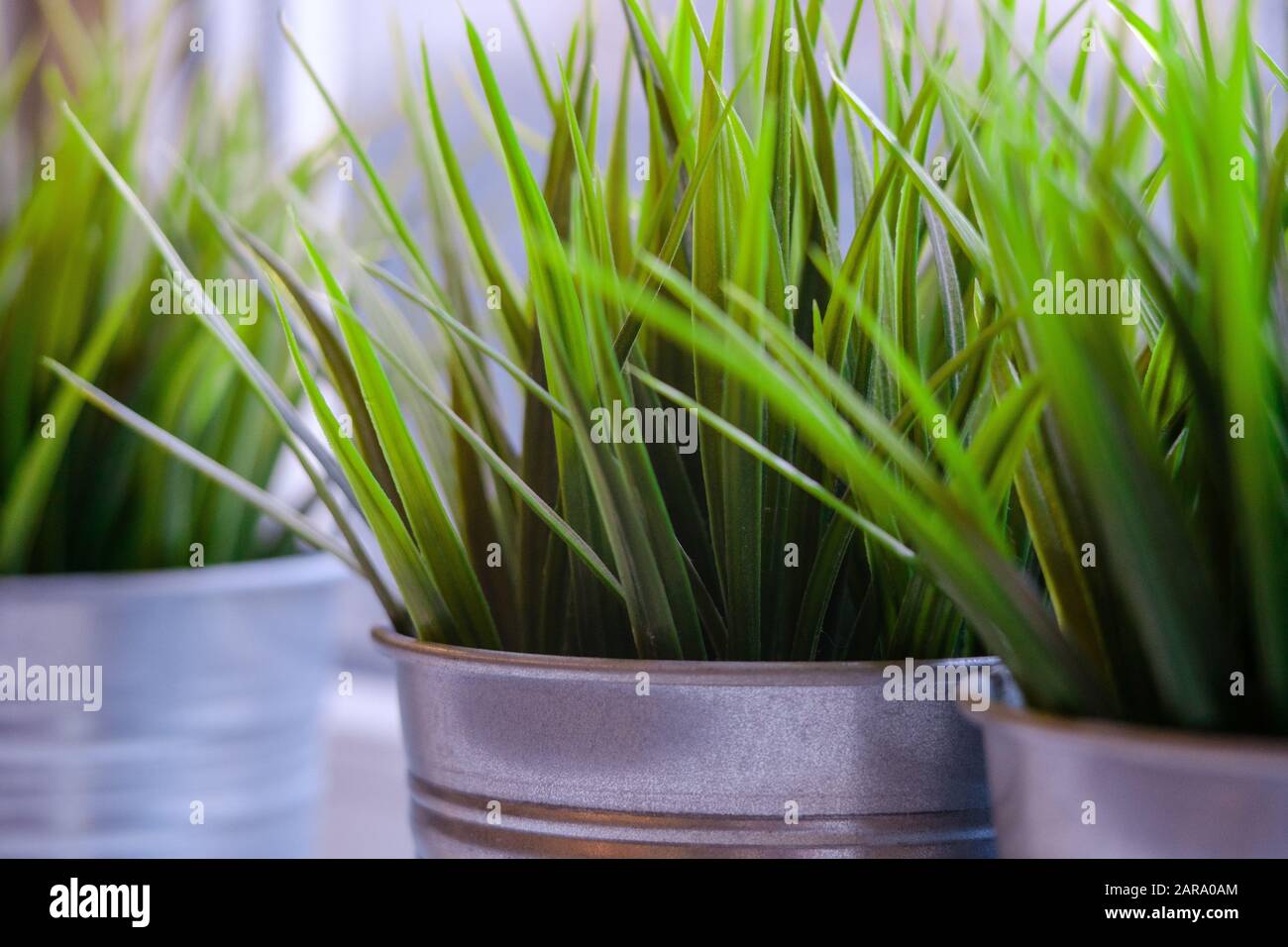 Hierochloe odorata, Sweet grass in a metallic pots on a windowsill. Stock Photo
