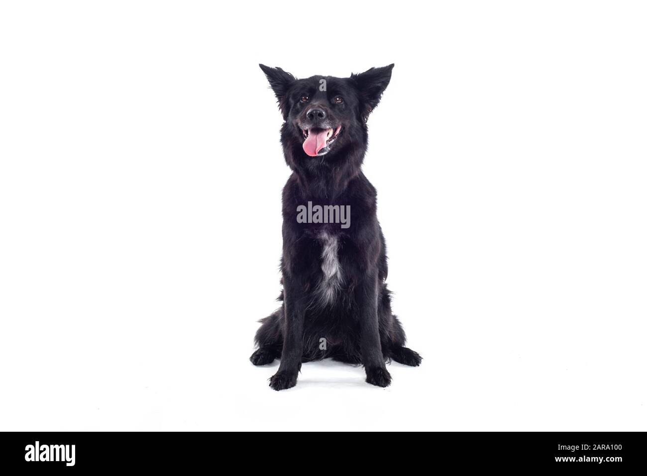 Black Dog in studio Stock Photo