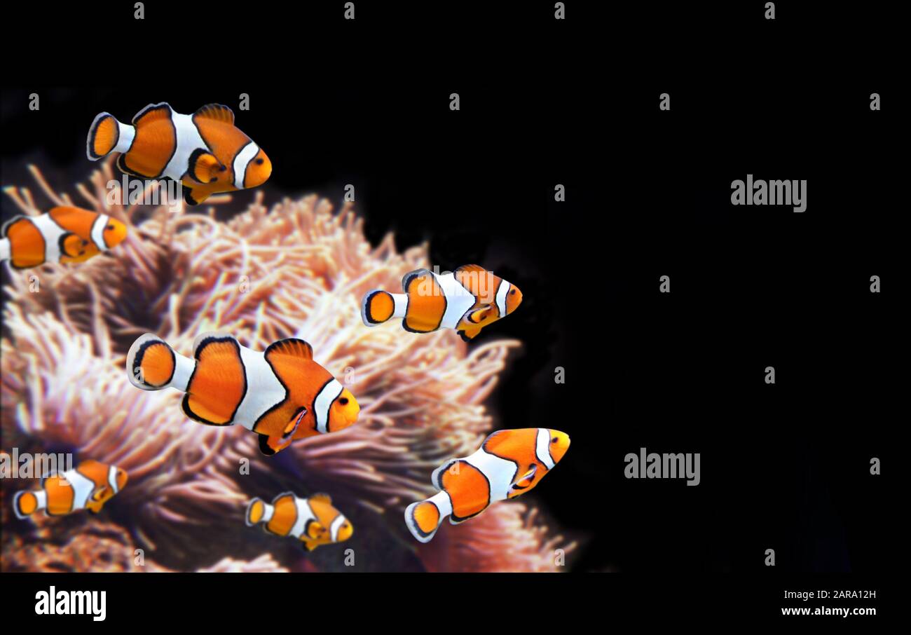 Sea anemone and clown fish in marine aquarium. Isolated on black background. Copy space for text. Mock up template Stock Photo