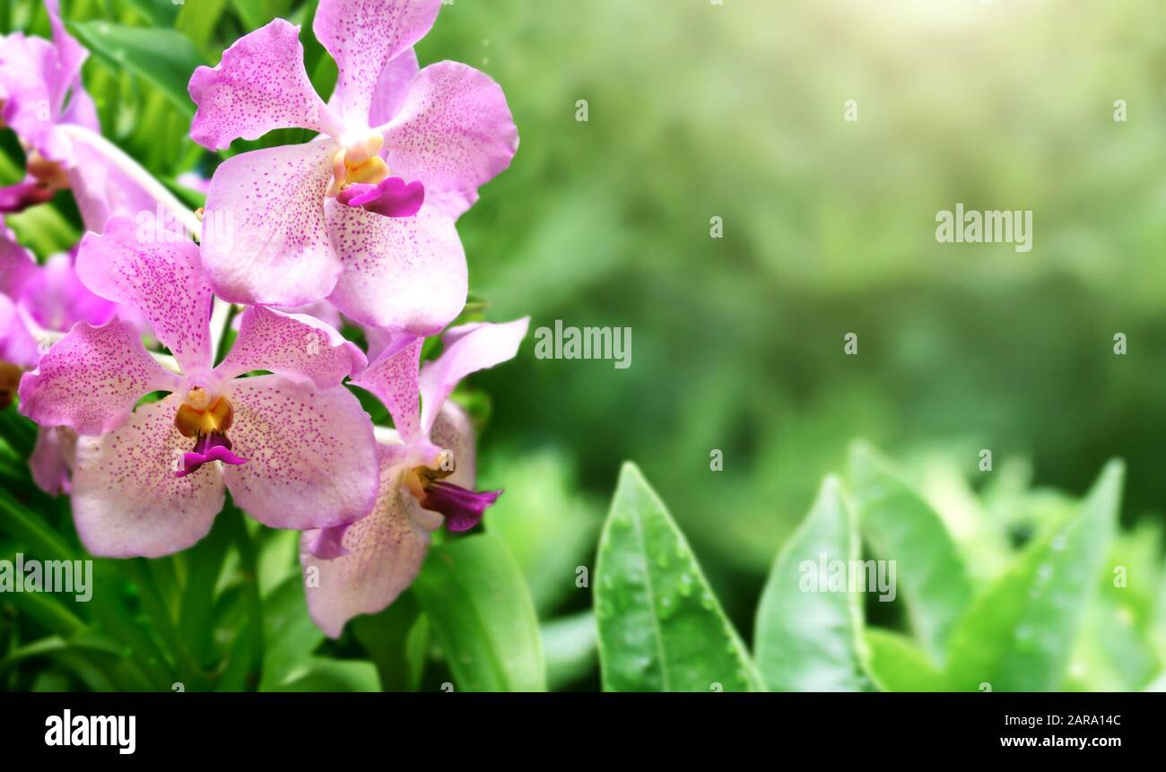 Magical scene with orchid flowers on sunny beautiful nature background. Horizontal banner with leaves of tropical plants and flower. Copy space for te Stock Photo