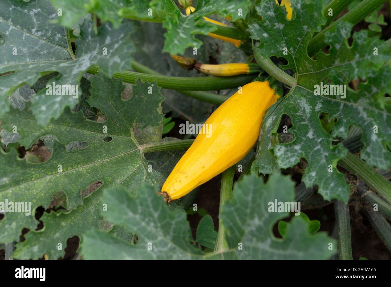 Zucchini vegetable tree, Sitla Estate, Seetla, Nainital, Kumaon, Uttarakhand, India, Asia Stock