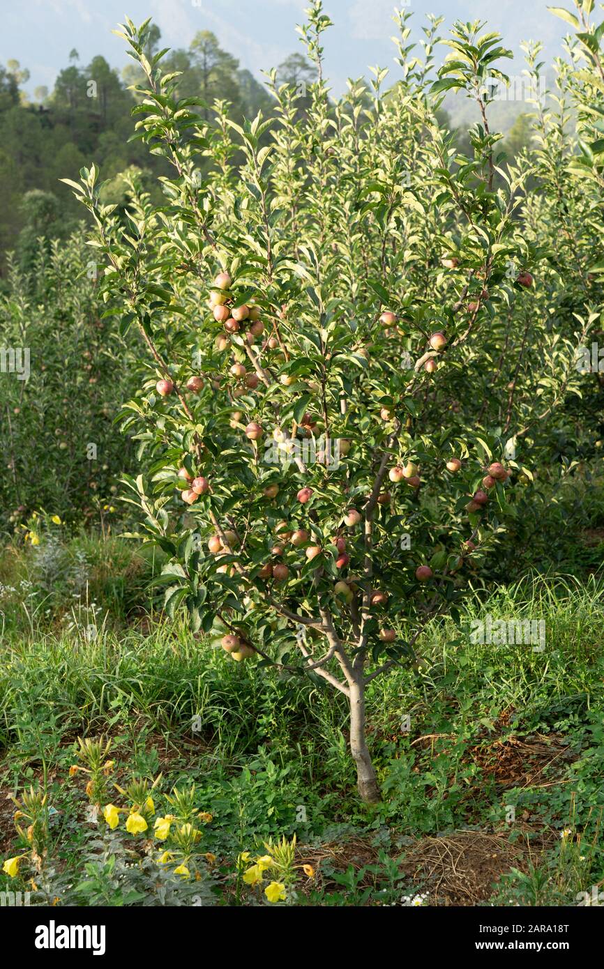 Apple fruit tree, Sitla Estate, Sheetla, Nainital, Kumaon, Uttarakhand