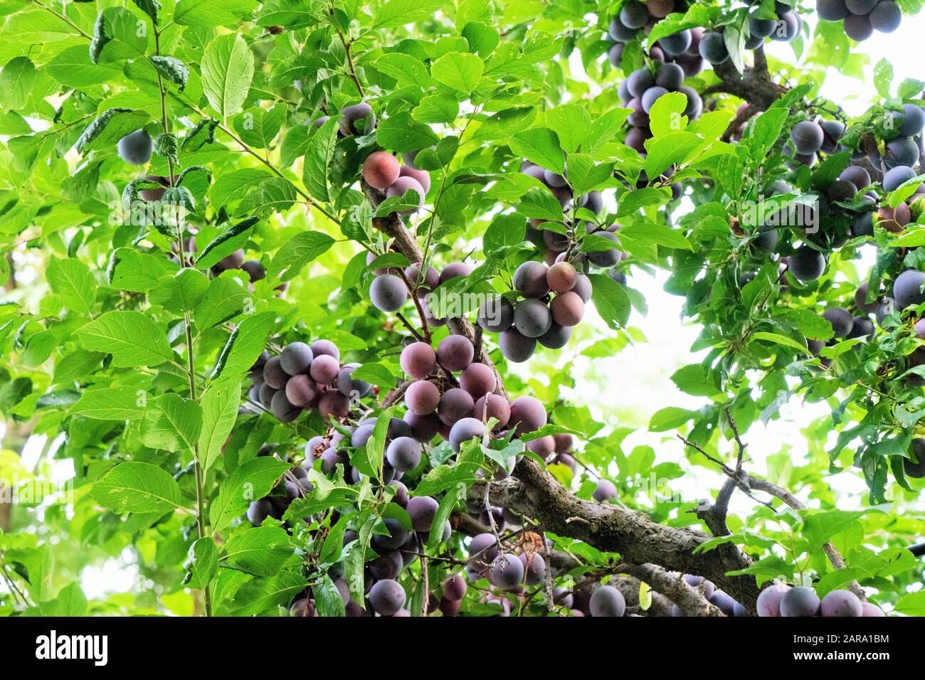 Plum fruit tree, Sitla Estate, Sheetla, Nainital, Kumaon, Uttarakhand
