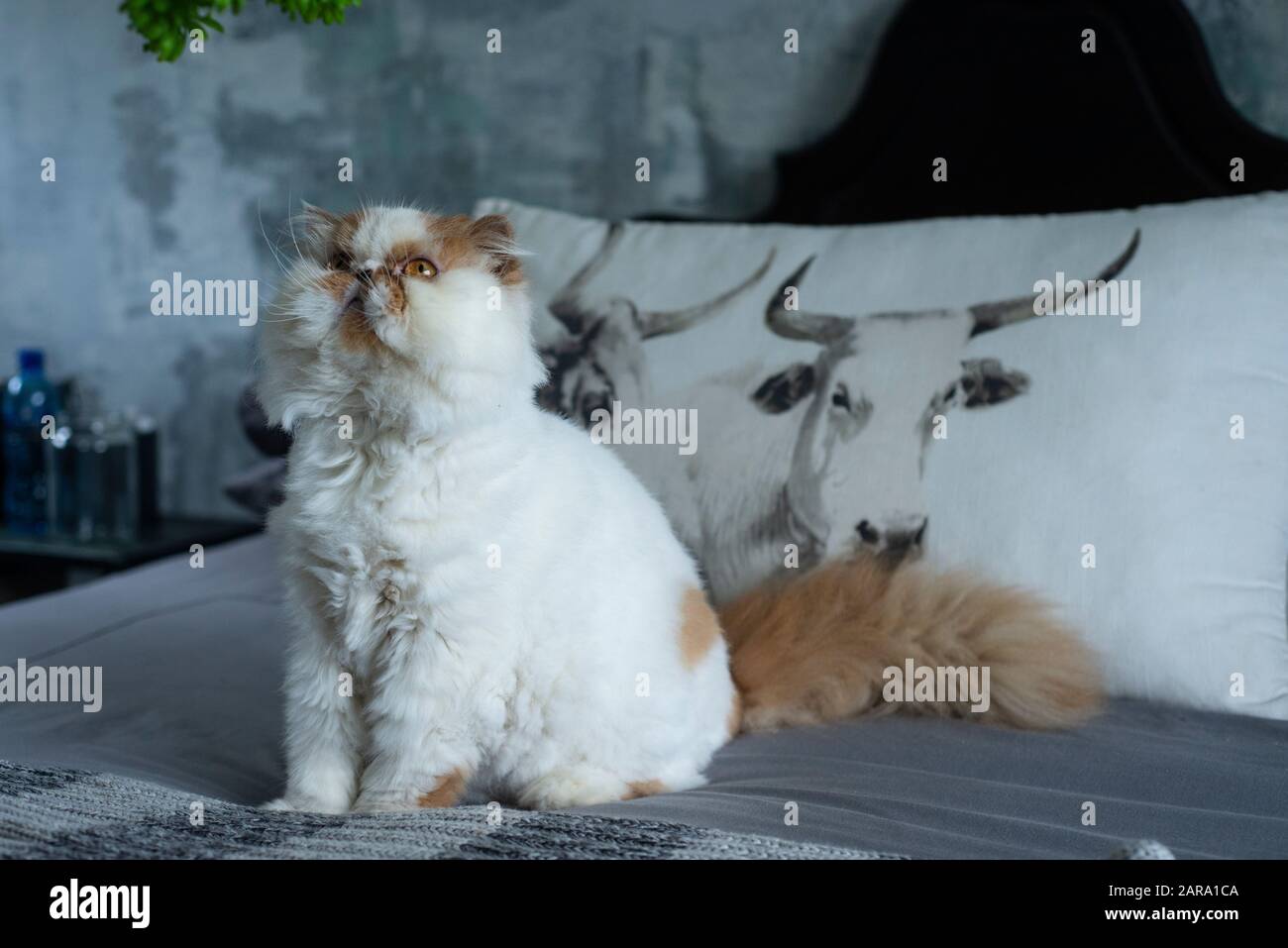 White and tan Persian Cat Stock Photo