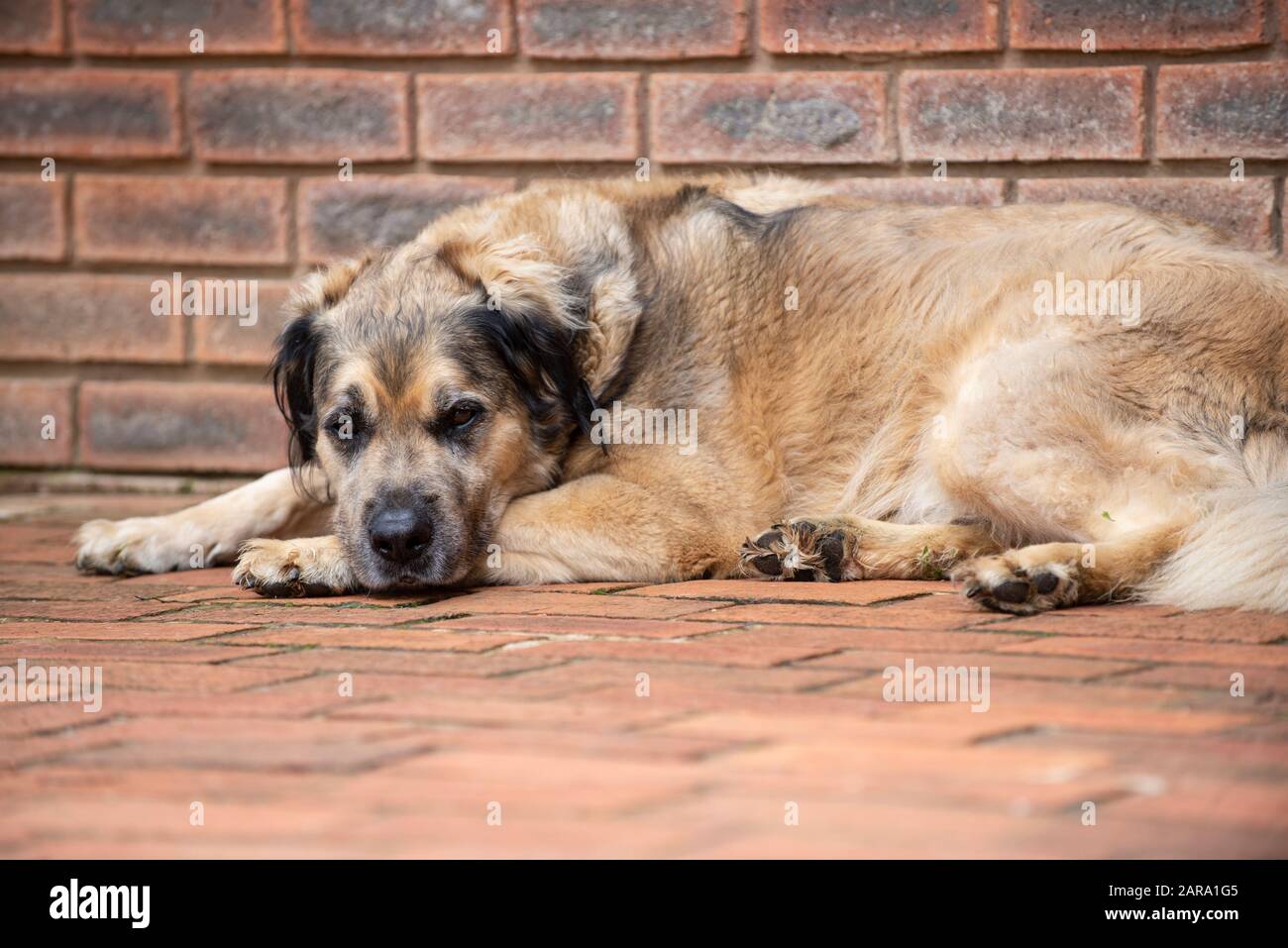 Rescue Dog Portrait Stock Photo