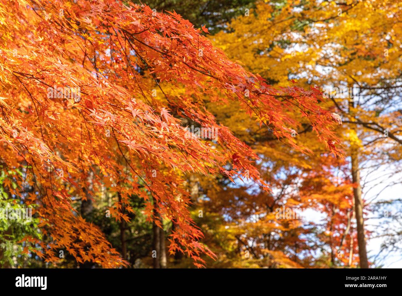 Colorful leaves blowing in wind hires stock photography and images Alamy