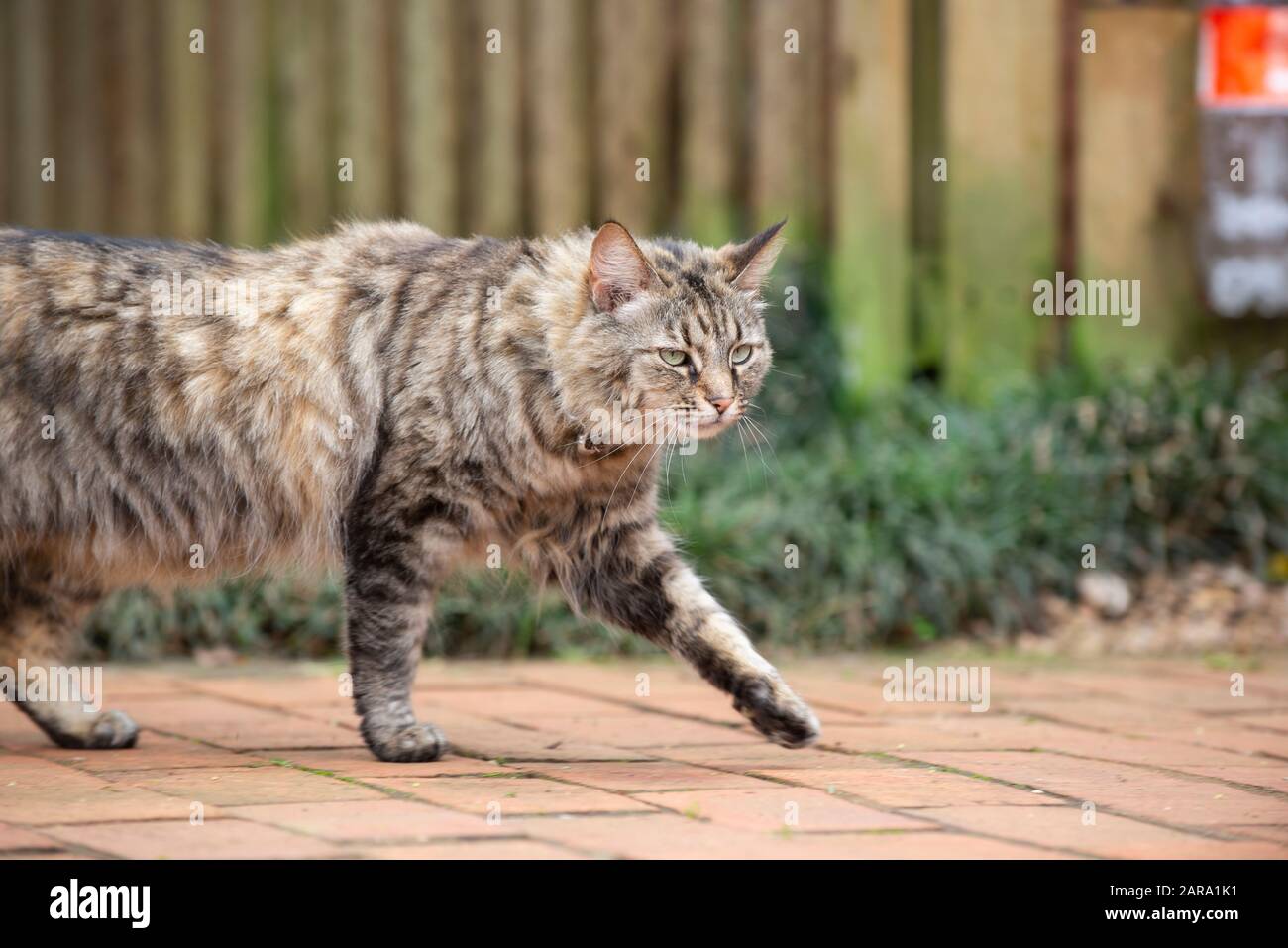 Domestic Cat, Westville, South Africa Stock Photo