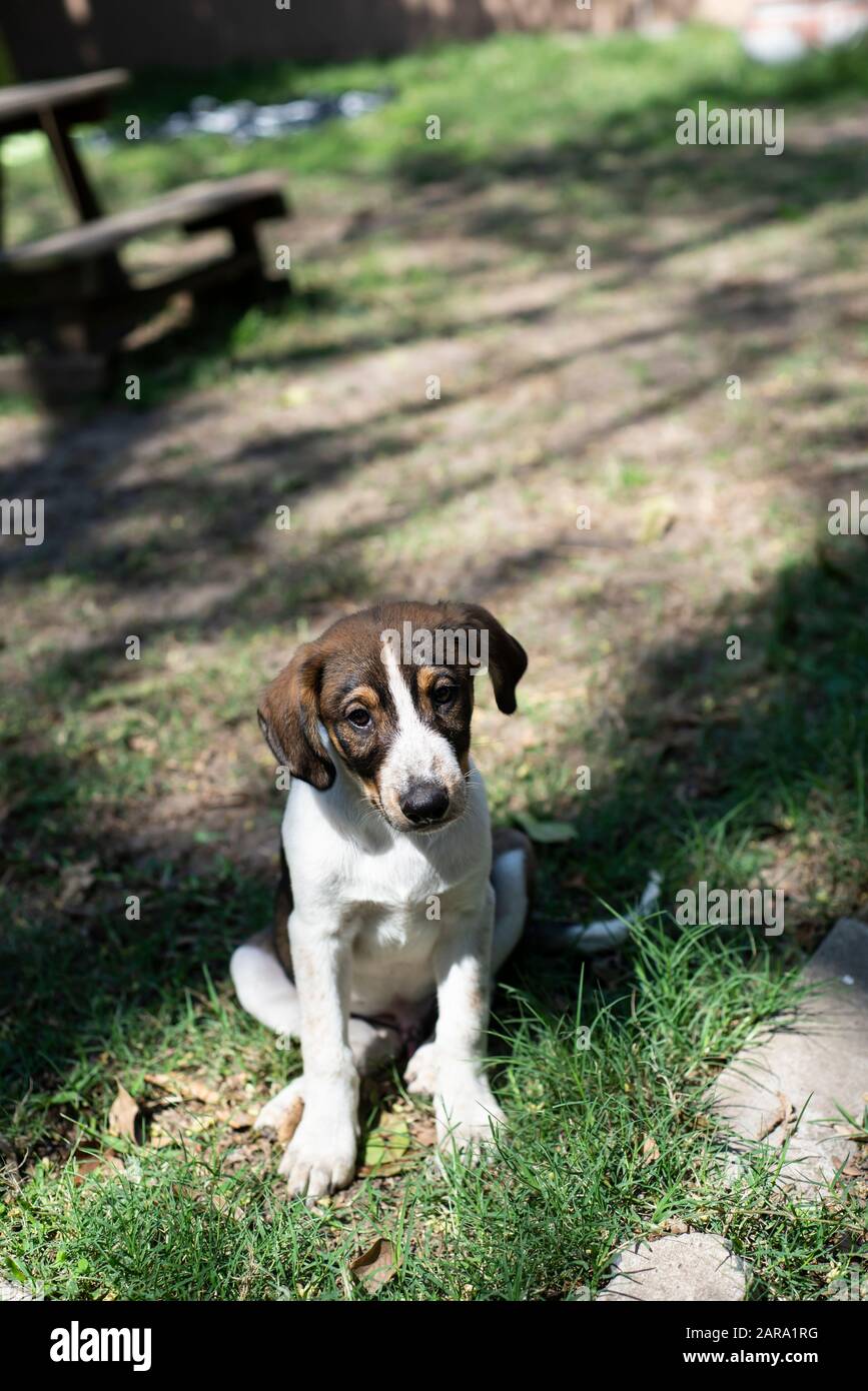 Rescue Dog Portrait Stock Photo Alamy