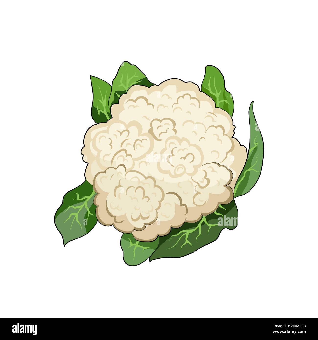 Vegetable cartoon cauliflower hi-res stock photography and images - Alamy