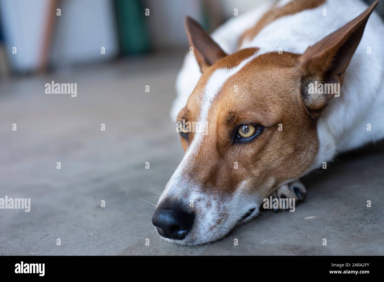 Close up of mixed breed dog. Stock Photo