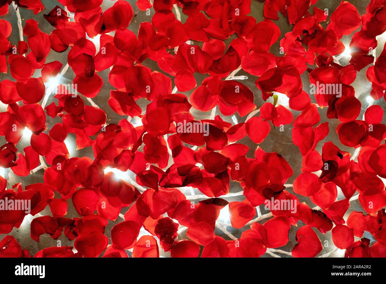 Red Rose Petals floating in water, Wedding Hall decoration, India, Asia
