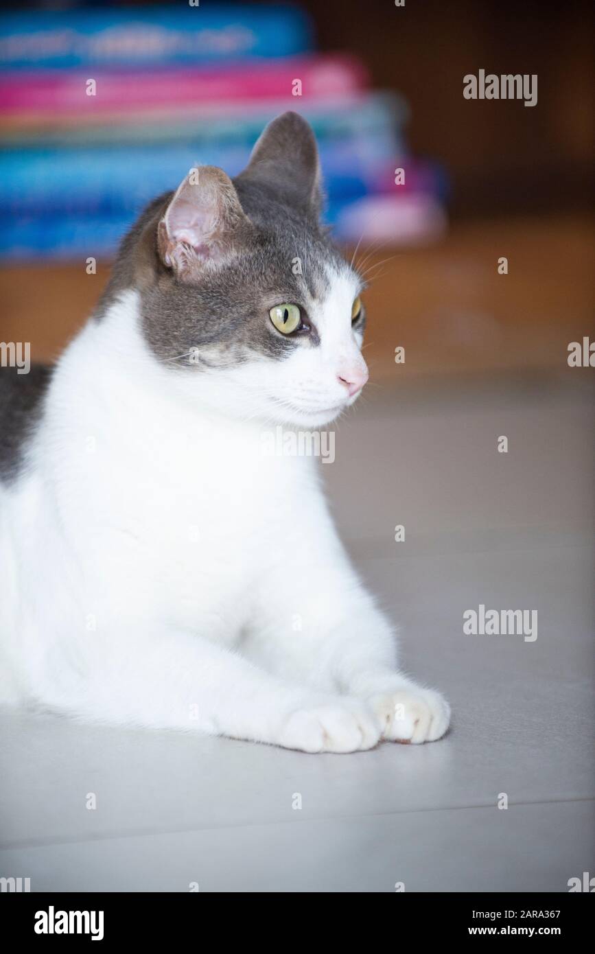 Domestic short-haired cat, Durban, South Africa Stock Photo