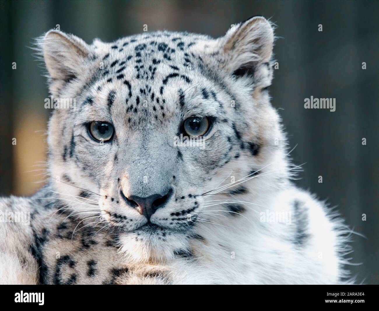 one of most beautiful big cat, snow leopard - Irbis, Uncia uncia Stock  Photo - Alamy