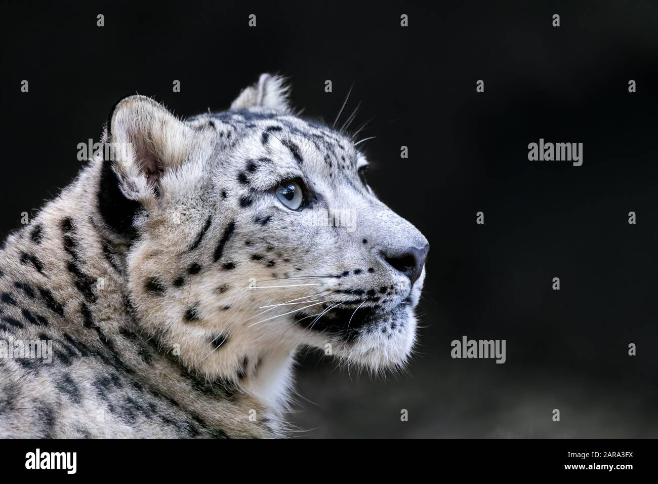one of most beautiful big cat, snow leopard - Irbis, Uncia uncia Stock  Photo - Alamy