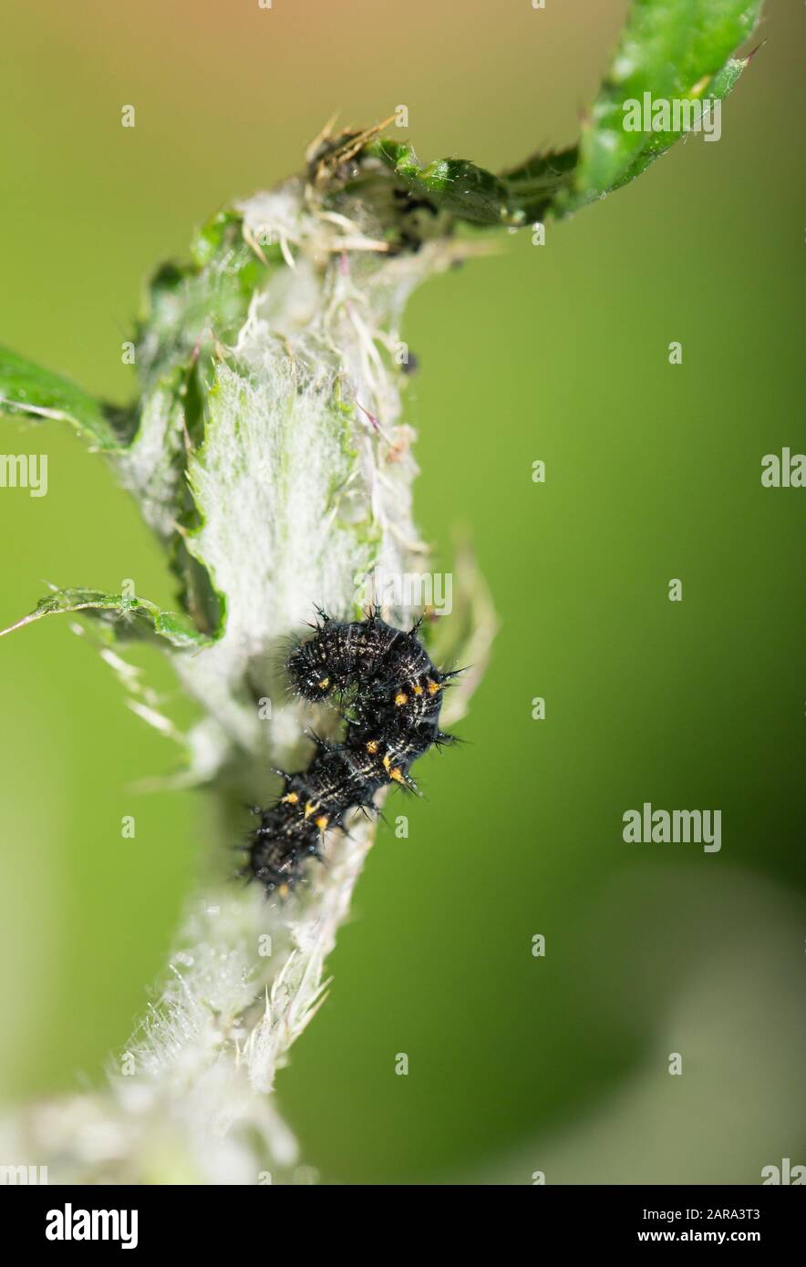 Painted lady caterpillar Stock Photo Alamy