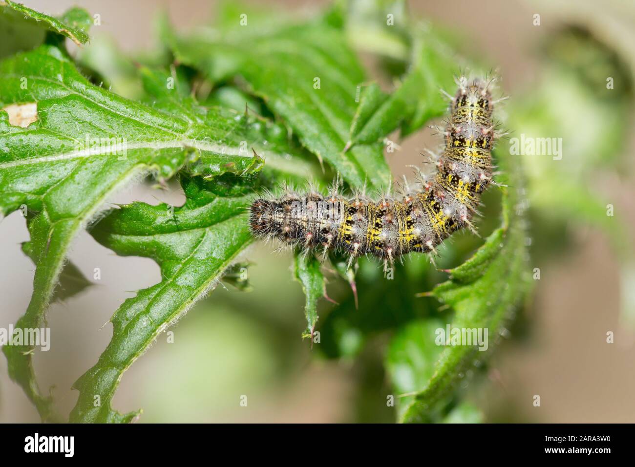 Painted lady caterpillar Stock Photo Alamy