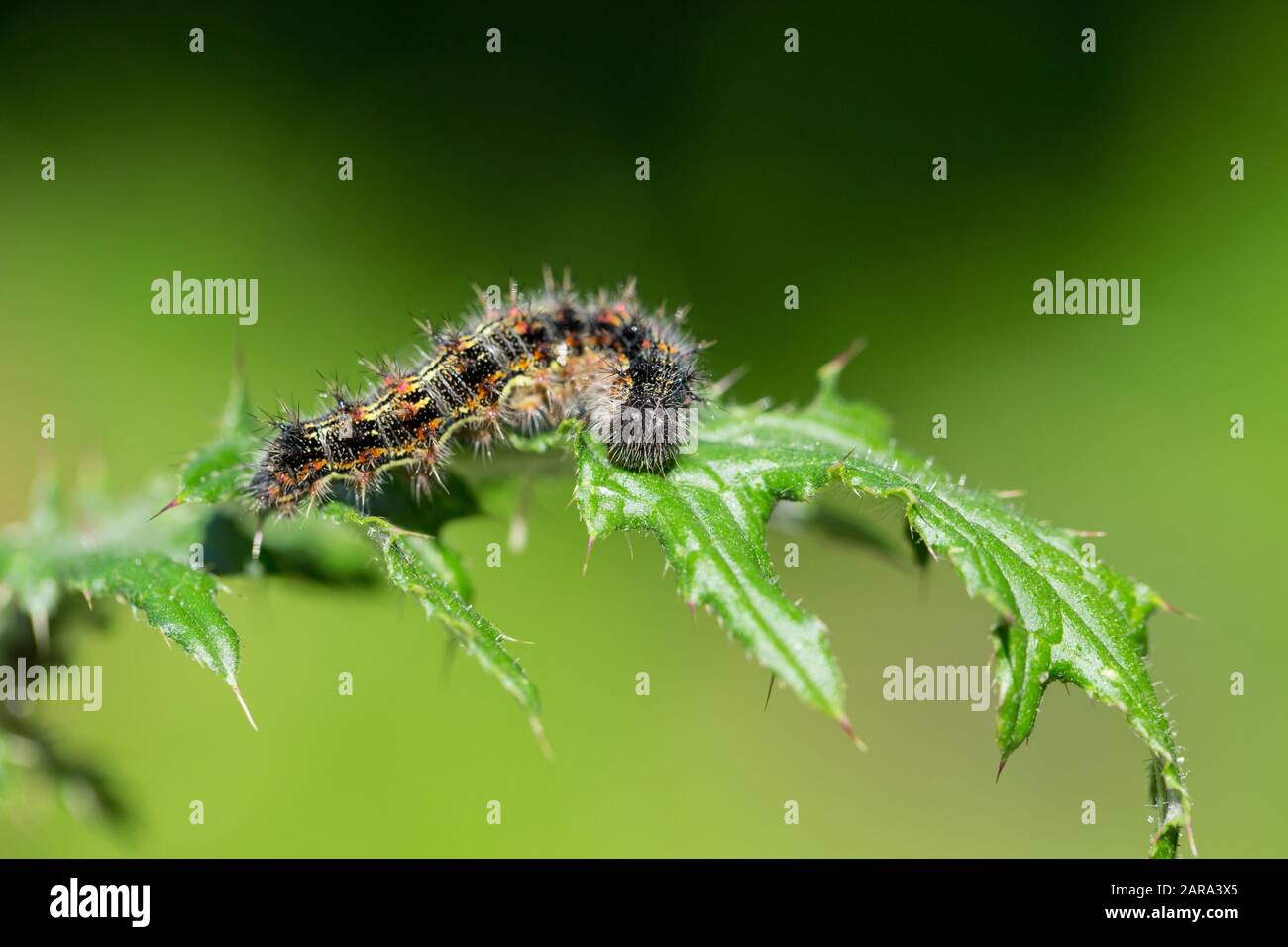 Painted lady caterpillar Stock Photo Alamy