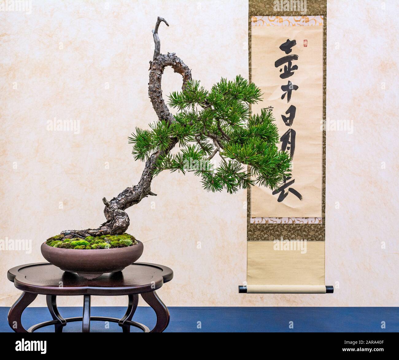 A small bonsai tree in a ceramic pot. Bonsai Pinus ponderosa (Ponderosa Pine) Stock Photo