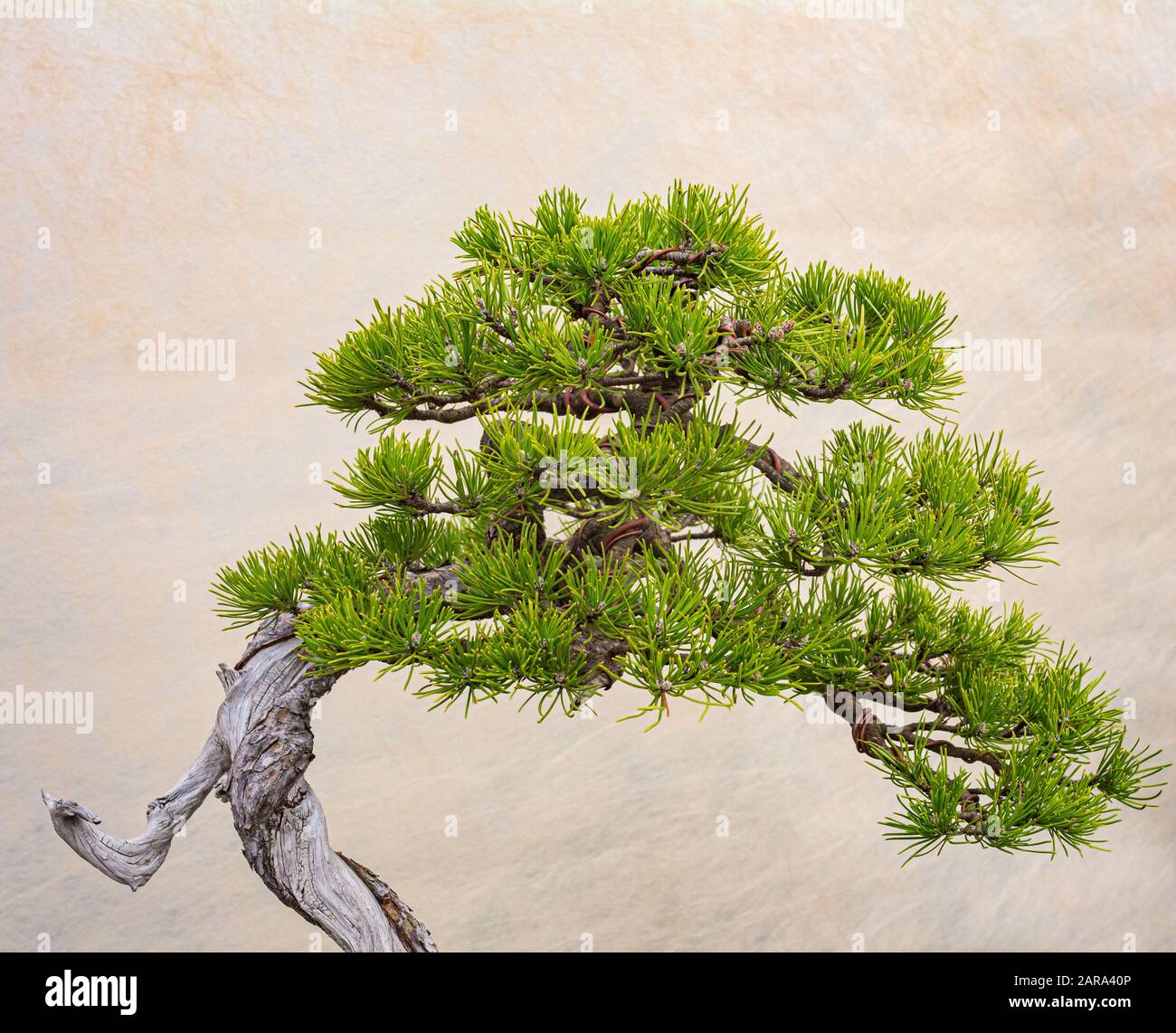 A small bonsai tree in a ceramic pot. Bonsai Pinus ponderosa (Ponderosa Pine) Stock Photo