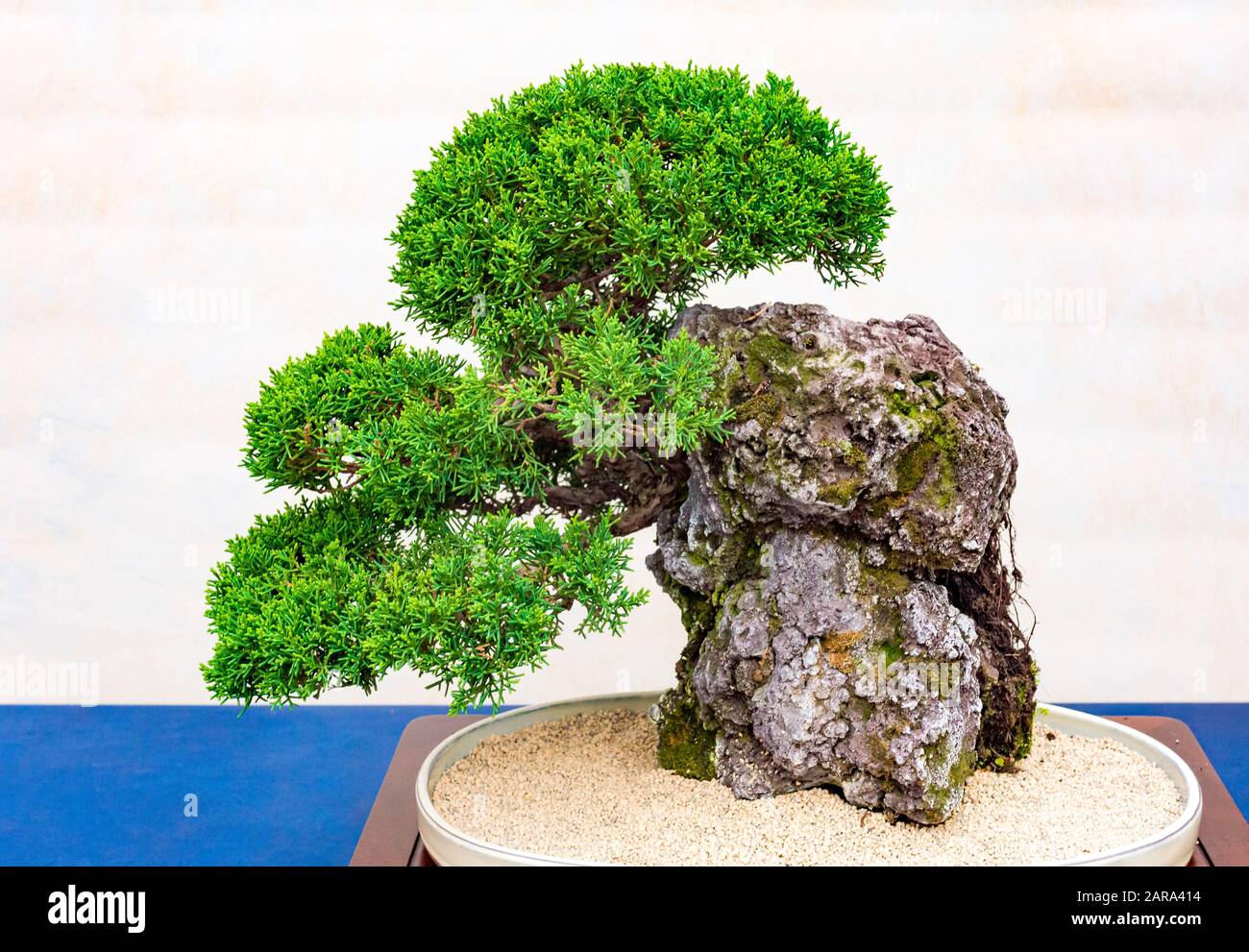 A small bonsai tree in a ceramic pot. Bonsai -ishizuki- One of the hardest bonsai styles to grow. Stock Photo